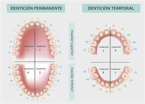 Nomenclatura Dentaria El C Digo Internacional Fdi