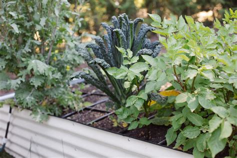 How to Water Your Summer Vegetable Garden: A Beginner’s Guide — The