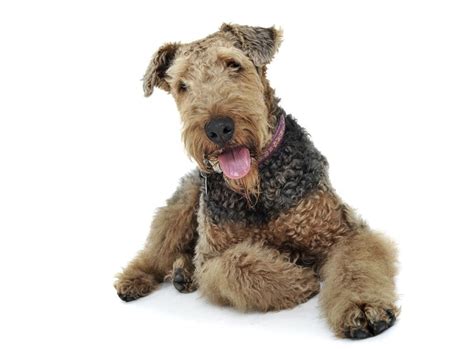 11 Airedale Terrier Mixes And Reasons Why Such Puppies Are Getting Popular - The Goody Pet