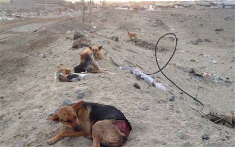 Caso De Maltrato Animal En Antofagasta Perros Fueron Quemados Con Agua