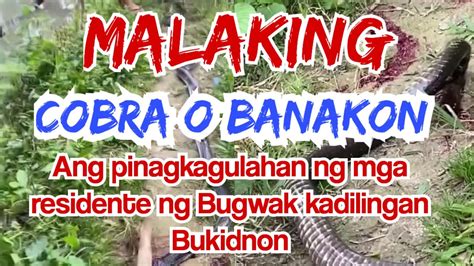 Isang Cobra O Banakon Ang Pinagkagulahan Ng Mga Residente Ng Bugwak