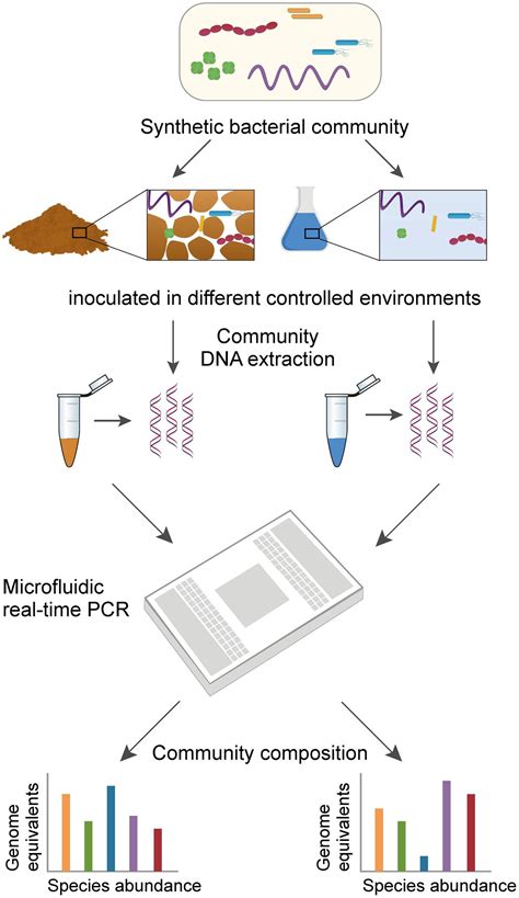 Frontiers Resolving Species Level Changes In A Representative Soil