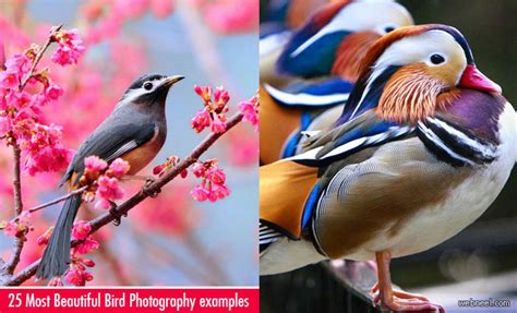 Daily Inspiration: 25 Most Beautiful Bird Photography examples and Tips ...