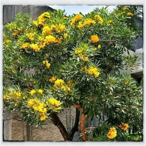 Pohon Tabebuya Kuning Handroanthus Chrysotrichus Sd Muhammadiyah