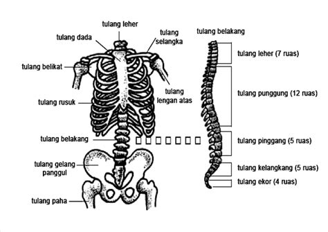 Rangka Manusia IPA SD Kelas 4 Lengkap