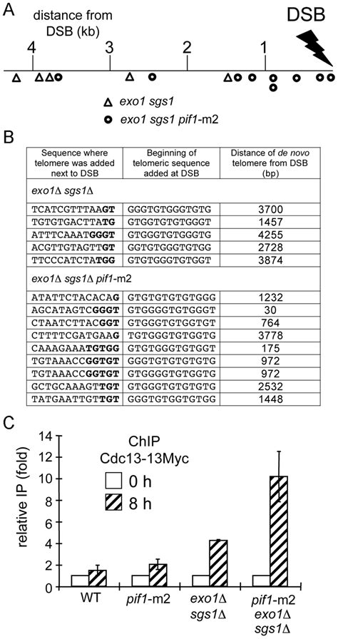 Analysis of telomere formation in exo1Δ sgs1Δ mutants A The