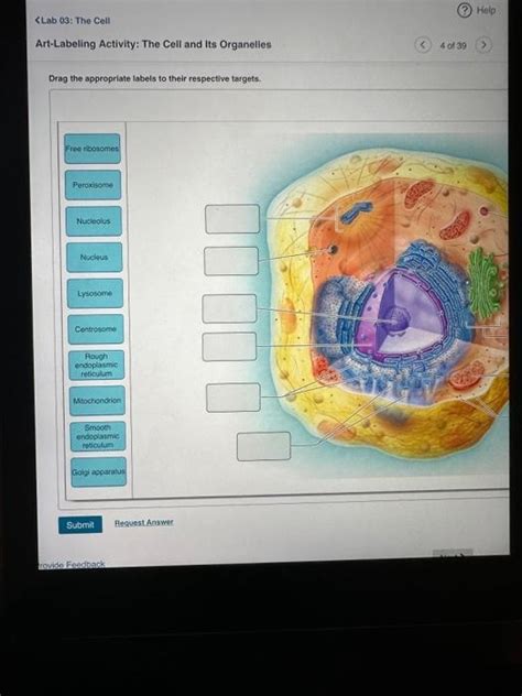 Solved Art-Labeling Activity: The Cell and Its Organelles | Chegg.com