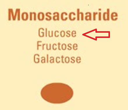 Biochem Exam Carbohydrates Flashcards Quizlet