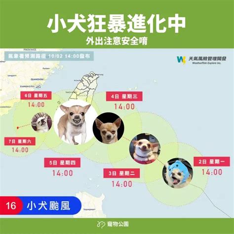 小犬颱風吉娃娃梗圖出籠！明天恐怖「吉」了 Nownews 今日新聞 Line Today