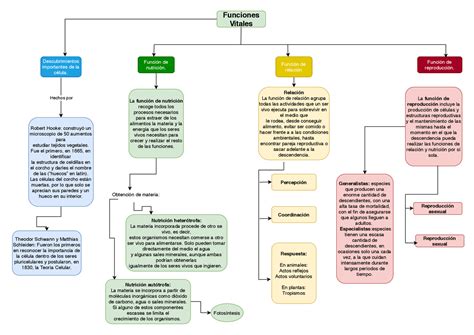 Recoger Hojas Alerta Laos Mapa Conceptual De Las Funciones Vitales De