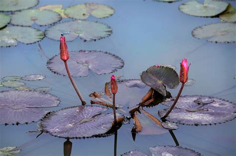 Gartenteich Selbst Anlegen Anleitung Zum Selbst Umsetzen