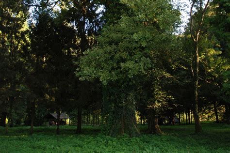 Spomenik Prirode Skupina Stabala Hrasta Lu Njaka Quercus Robur L