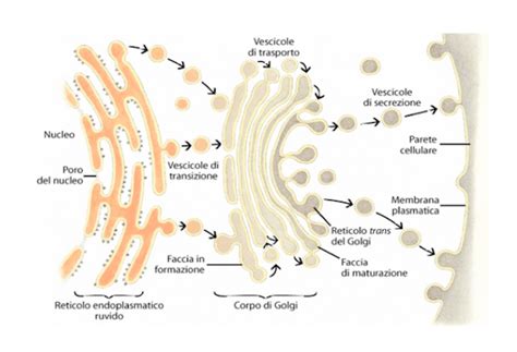 Organuli Cellulari