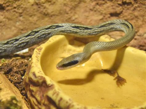 Elaphe Taeniura Beauty Snake In Zoolandia Armenia