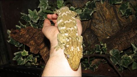 New Caledonian Giant Gecko Jonathans Jungle Roadshow