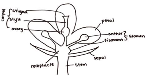 Sexual Reproduction In Plants Flashcards Quizlet