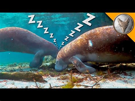 How Manatees Sleep Underwater basic…: Deutsch DAF video-lektionen