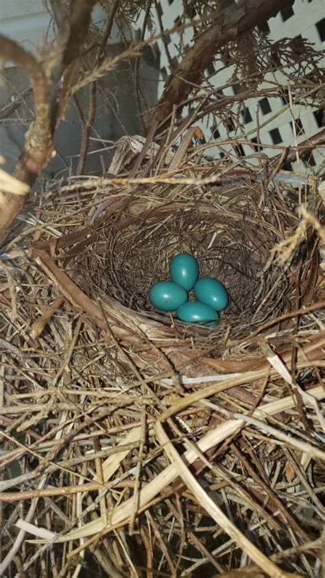 NestWatch | Gray Catbird Eggs - NestWatch