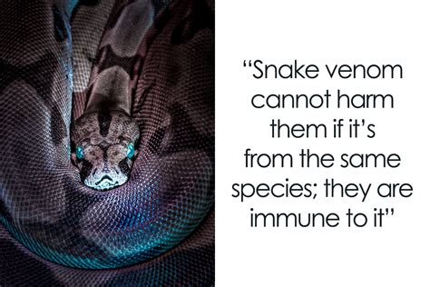 35 Awesome Snake Facts To Shed Some Light On These Cool Reptiles ...