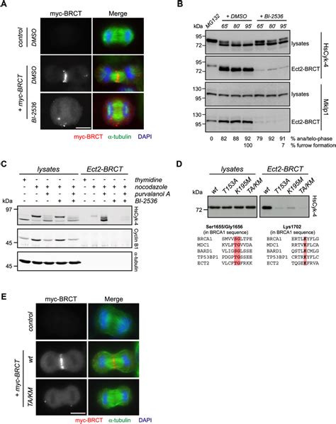 Inhibition Of Plk1 Prevents Association Of HsCyk 4 With Ect2BRCT A