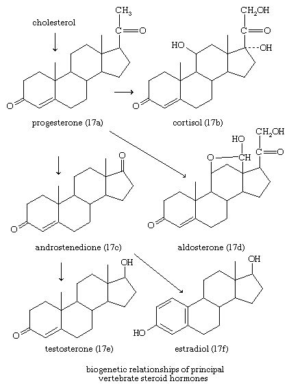 Steroid Biosynthesis Metabolism Hormones Britannica