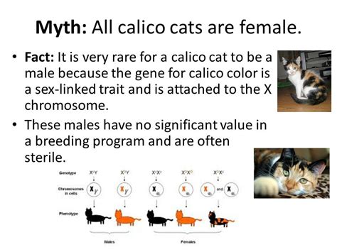 Calico Cats Genetics