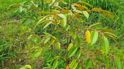 Premium Photo | A durian tree with green and yellow leaves