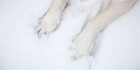 Do Dogs Feel Cold On Their Paws – And How Cold Is Too Cold?