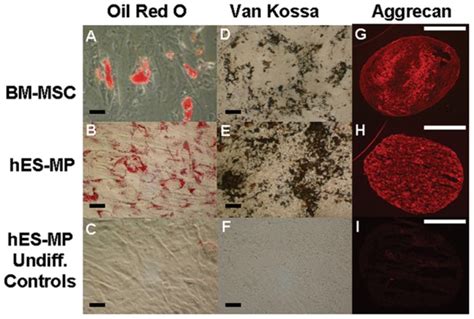 Cultured Cells Were Differentiated Towards The Adipogenic Left