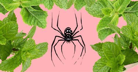 How To Keep Spiders Out Of Your Home Off Your Patio Naturally