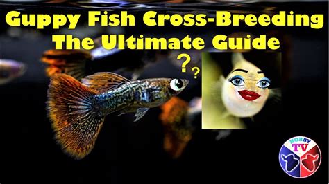 Guppy Fish Breeding The Ultimate Guide Youtube