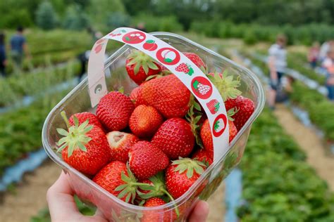 Strawberry Picking Guide Rana Ursula