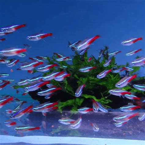 How Many Neon Tetras Per Gallon The Quick Answer Pet Fish Online