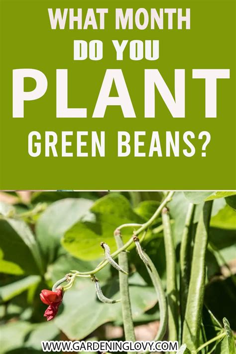 How To Grow Great Green Beans In Containers Artofit