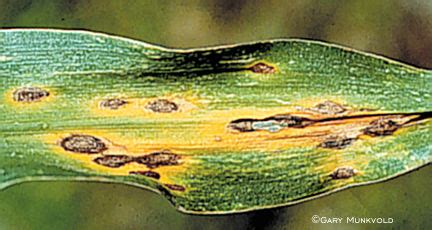 Anthracnose symptoms