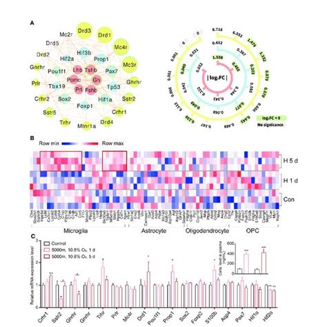 Transcriptional Expression And Networks For Representative Hormones And