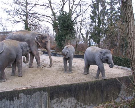 Photos from the Zurich Zoo (Zoological Garden), Switzerland