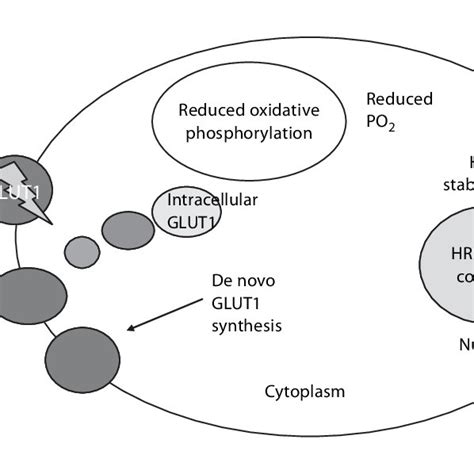 Three Stage Stimulation Of GLUT1 Mediated Glucose Transport By Hypoxia