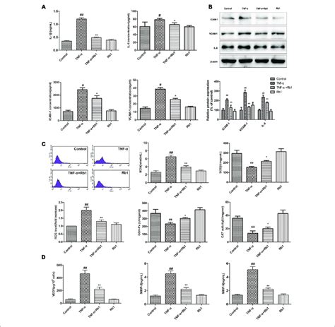 Ginsenoside Rb Could Suppress Tnf Induced Inflammation In Huvecs