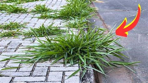 Livre Se Das Ervas Daninhas Do Seu Jardim Esta Incr Vel Solu O Caseira