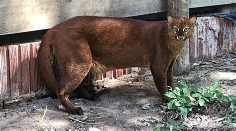 Gatos Mouriscos Resgatados Ainda Filhotes Durante Inc Ndios Do Pantanal