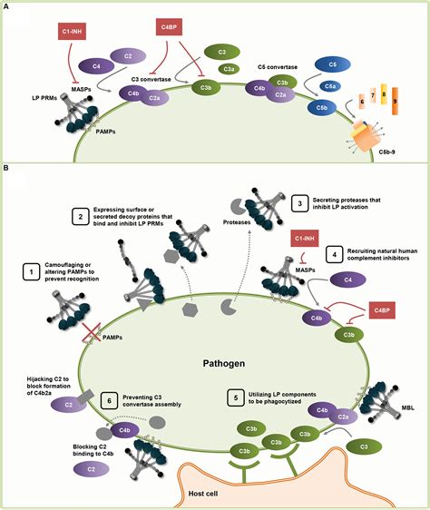 Frontiers Evasion Mechanisms Used By Pathogens To Escape The Lectin