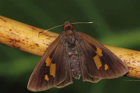 Ulat Penggulung Daun Pisang Erionota Thrax