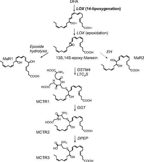 Maresin Conjugates In Tissue Regeneration Biosynthesis Enzymes In Human