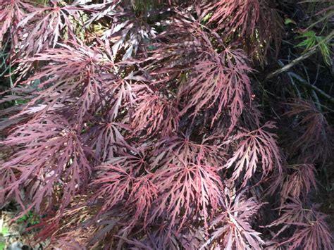 Barrie Bergman Dissectum Japanese Maple Raraflora