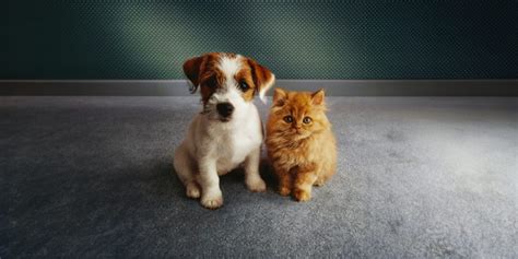 Quels Sont Les Aliments Toxiques Pour Les Chiens Et Les Chats