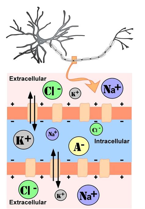 Neurons Noba