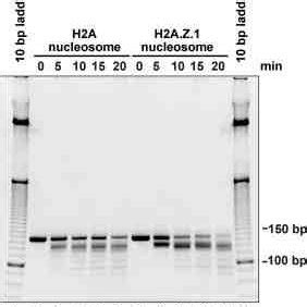 Mnase Assay The Nucleosomes Containing H A Or H A Z Were Treated