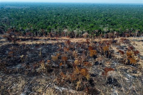 Jelentősen visszaesett az erdőirtás az Amazonas vidéken