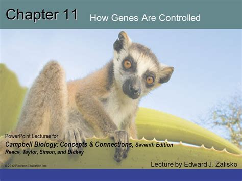 Chapter 11 How Genes Are Controlled Ppt Download